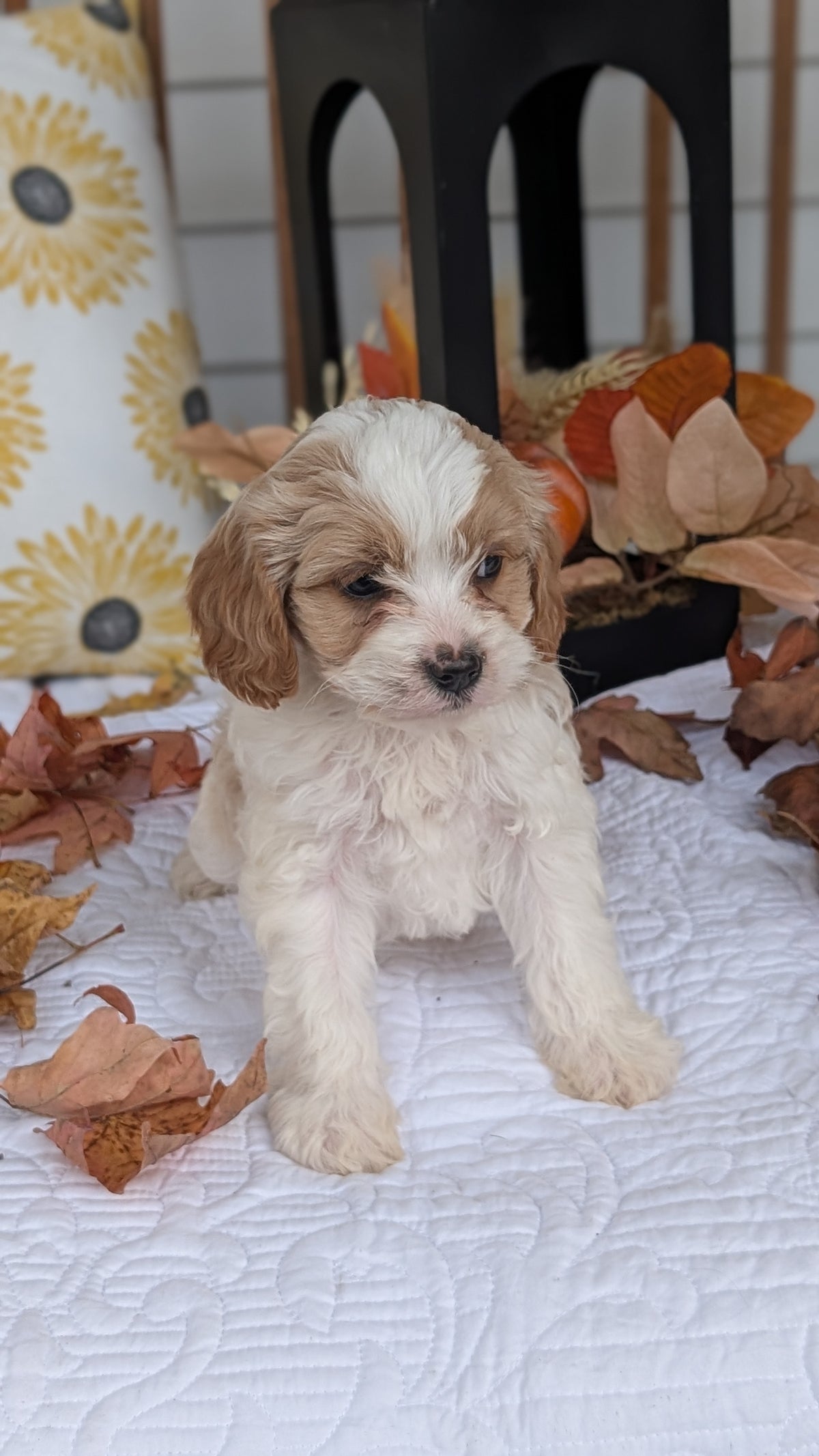 CAVAPOO (SEP 07) 4 MALES/2 FEMALES