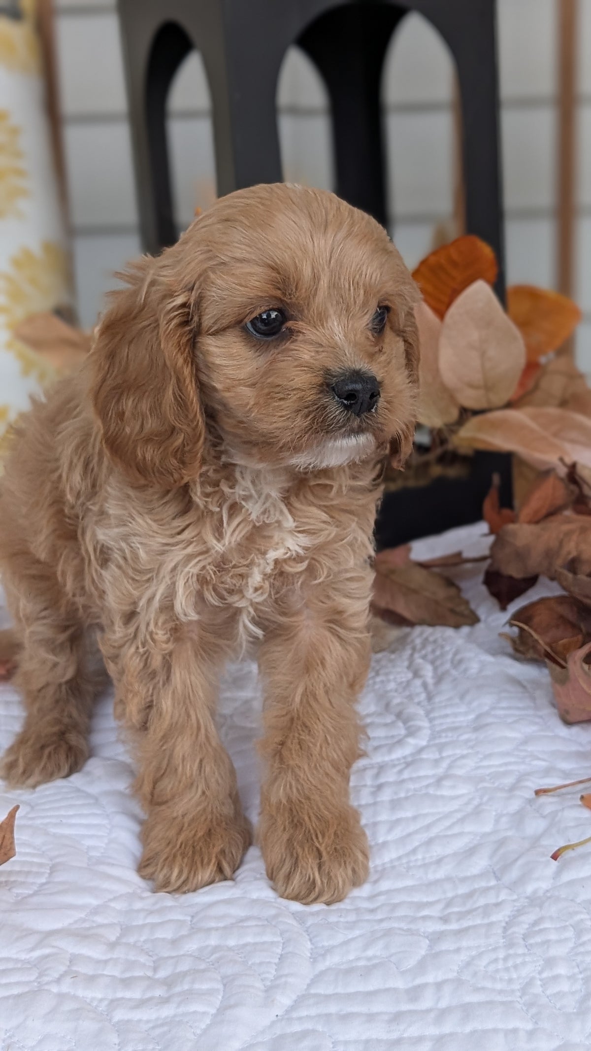 CAVAPOO (SEP 07) 4 MALES/2 FEMALES