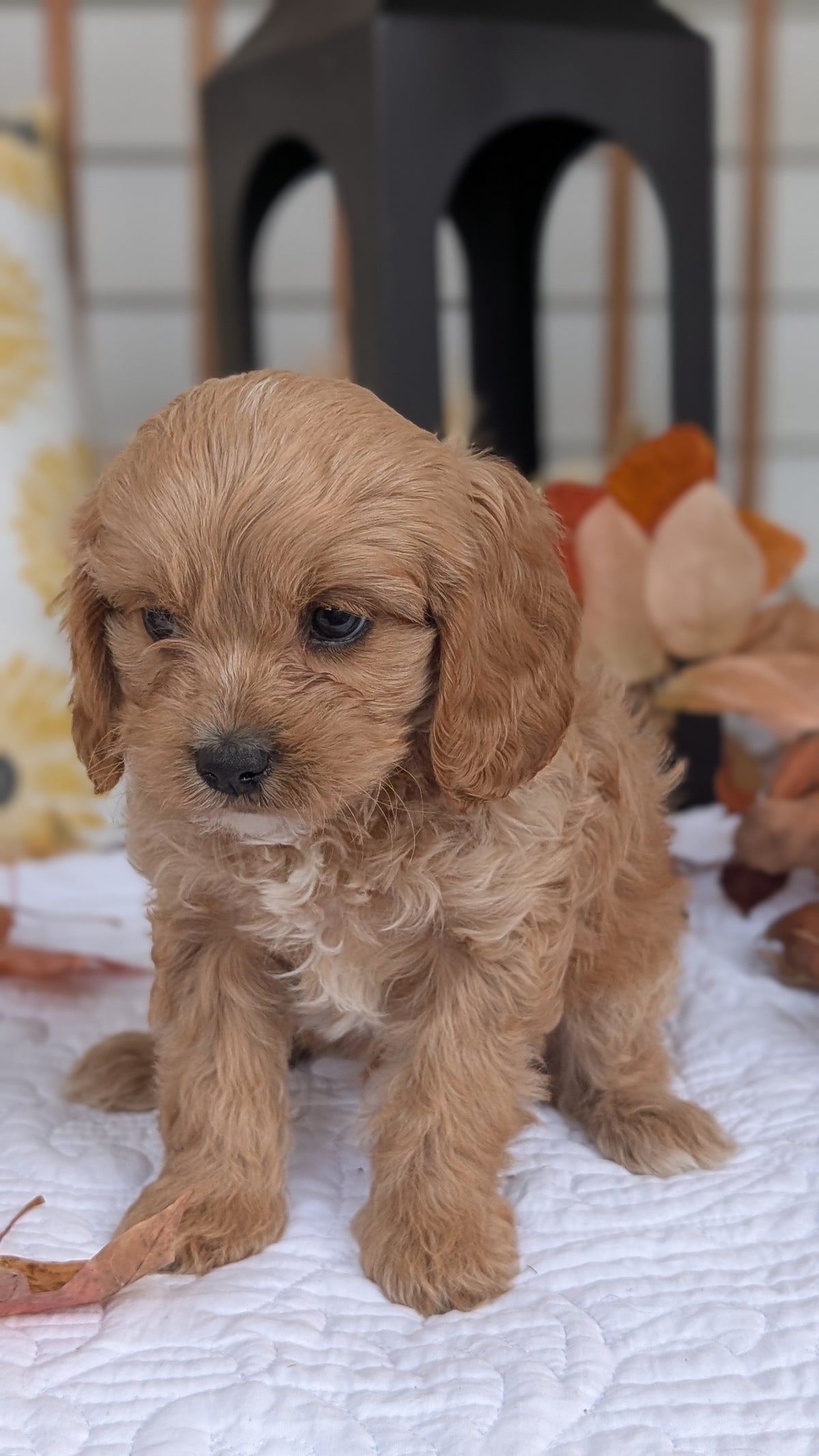 CAVAPOO (SEP 07) 4 MALES/2 FEMALES