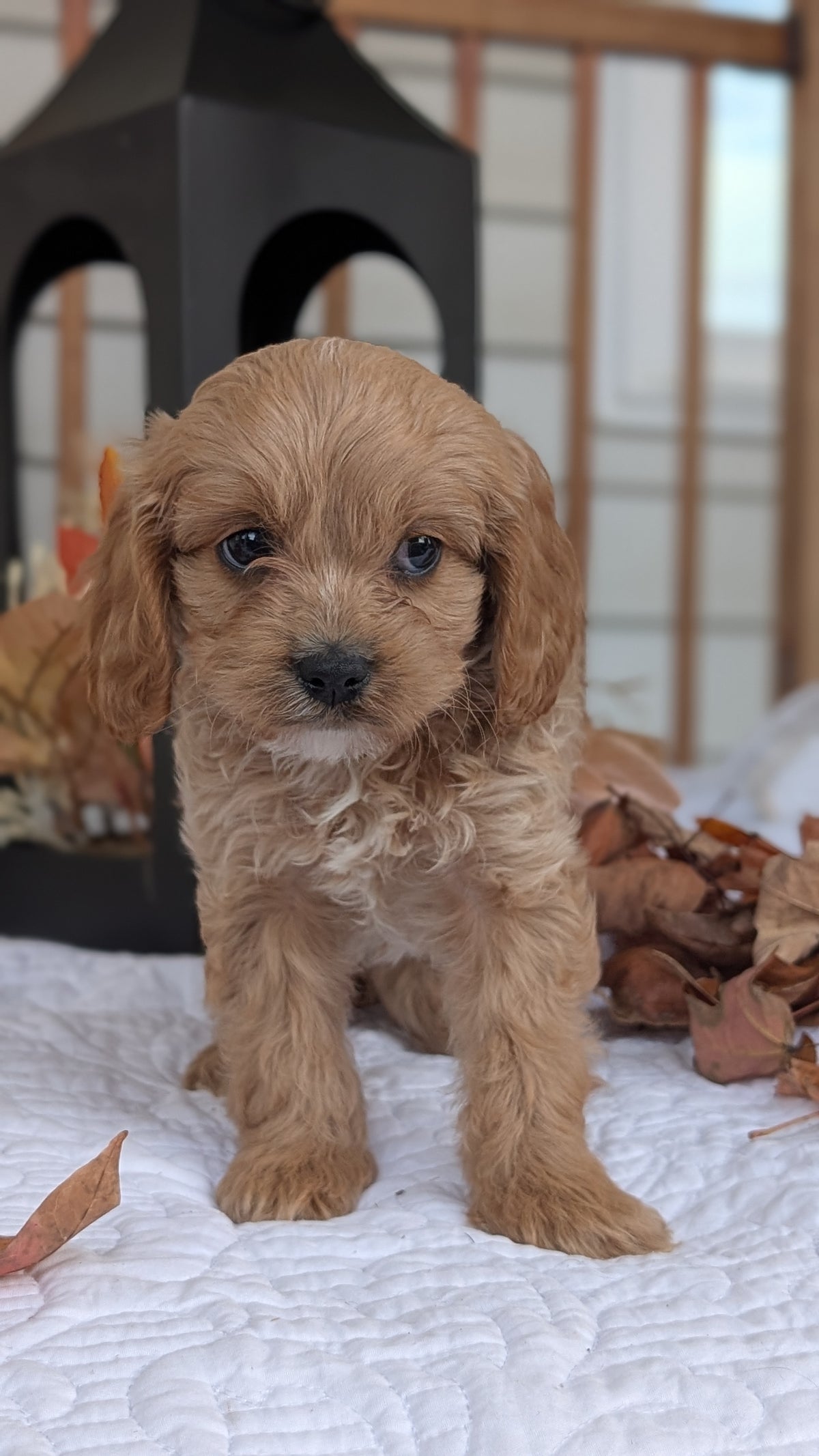 CAVAPOO (SEP 07) 4 MALES/2 FEMALES