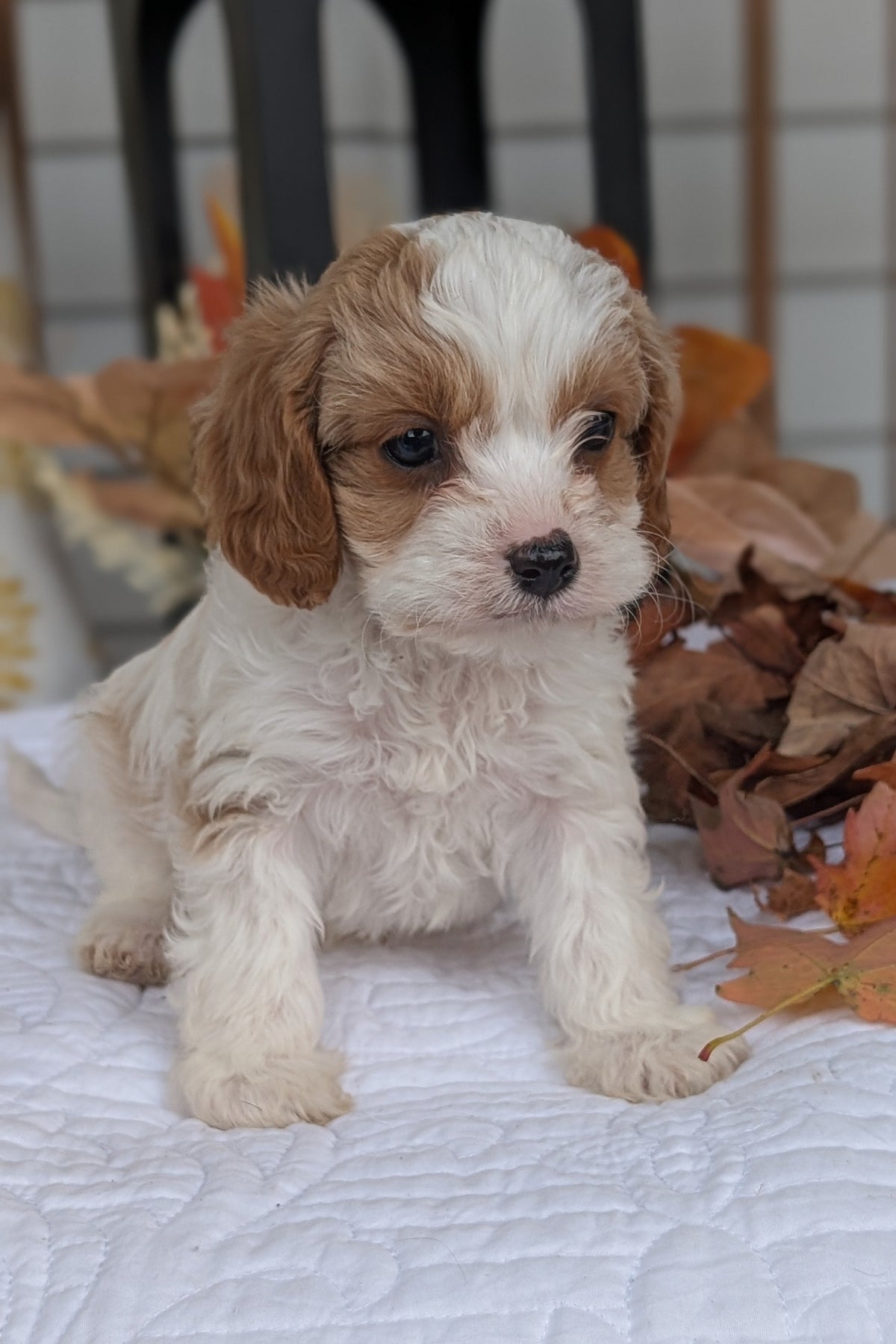 CAVAPOO (SEP 07) 4 MALES/2 FEMALES