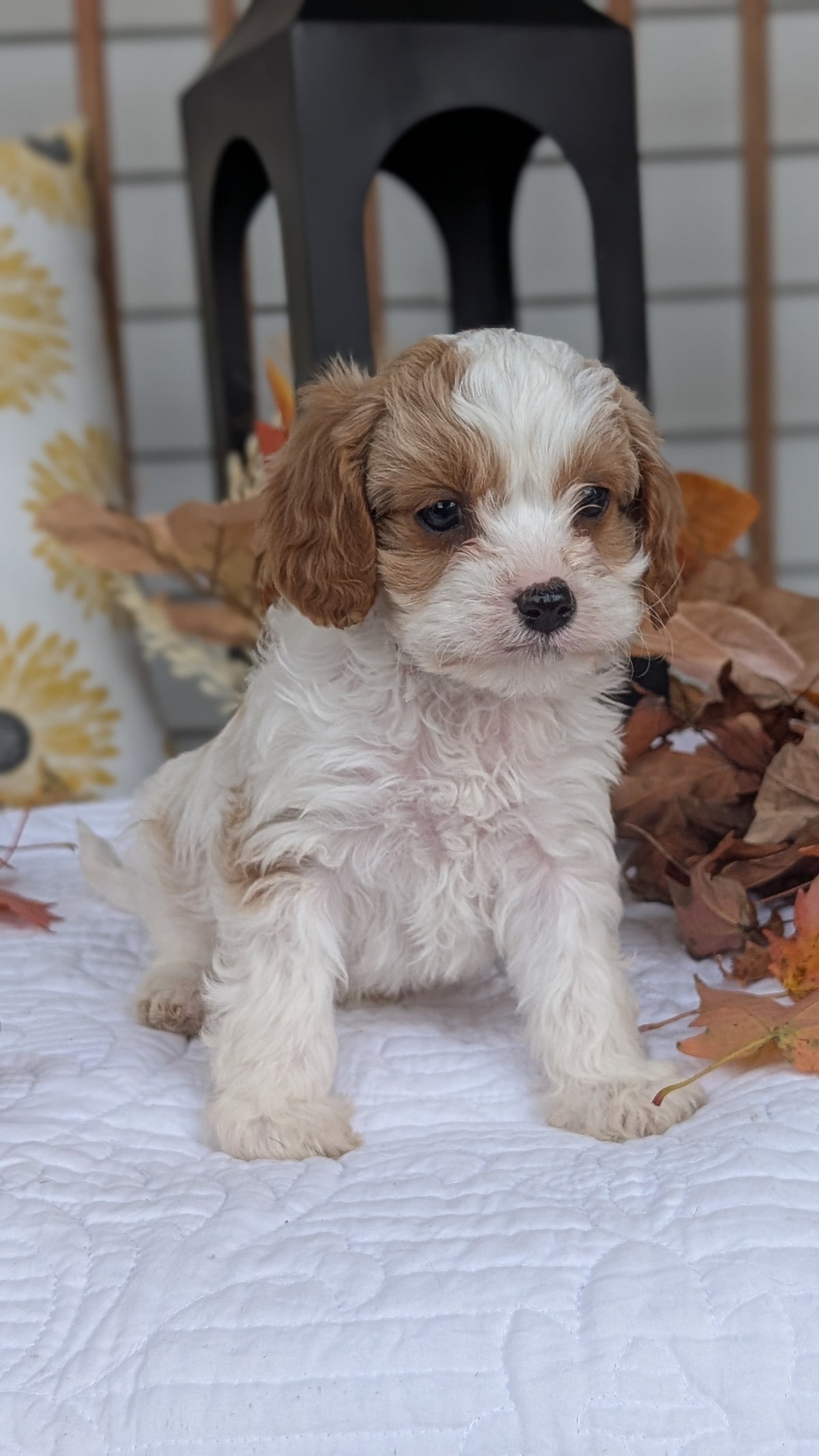 CAVAPOO (SEP 07) 4 MALES/2 FEMALES