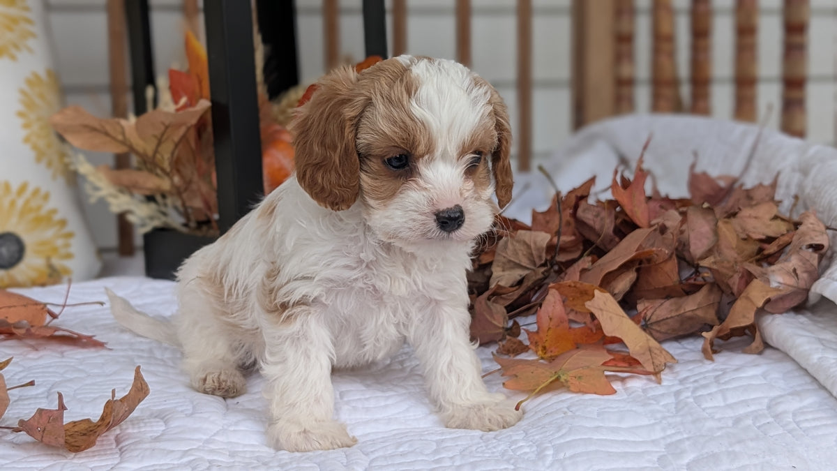 CAVAPOO (SEP 07) 4 MALES/2 FEMALES