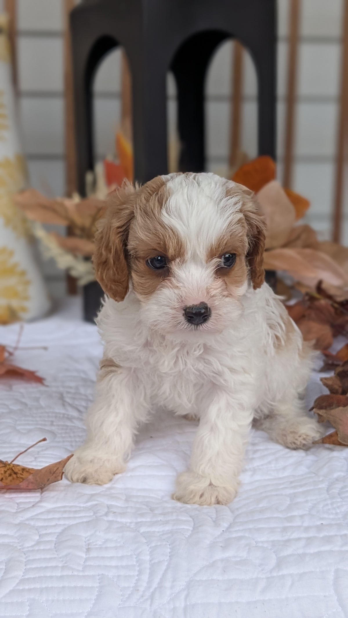 CAVAPOO (SEP 07) 4 MALES/2 FEMALES