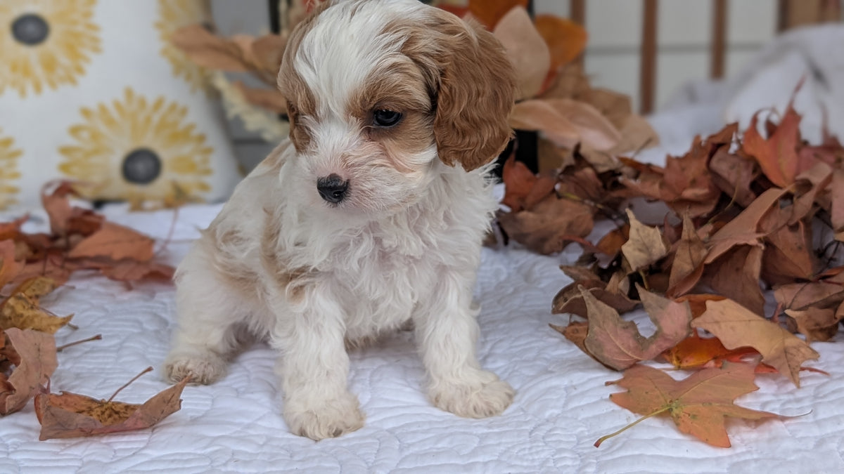 CAVAPOO (SEP 07) 4 MALES/2 FEMALES