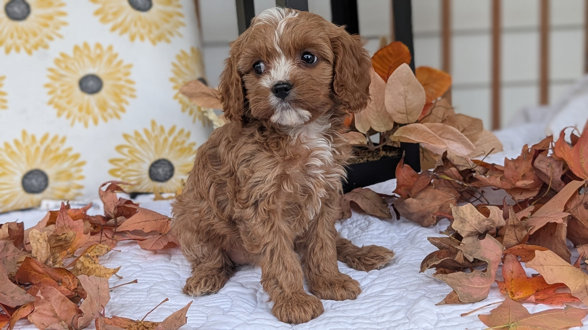 CAVAPOO (SEP 07) 4 MALES/2 FEMALES