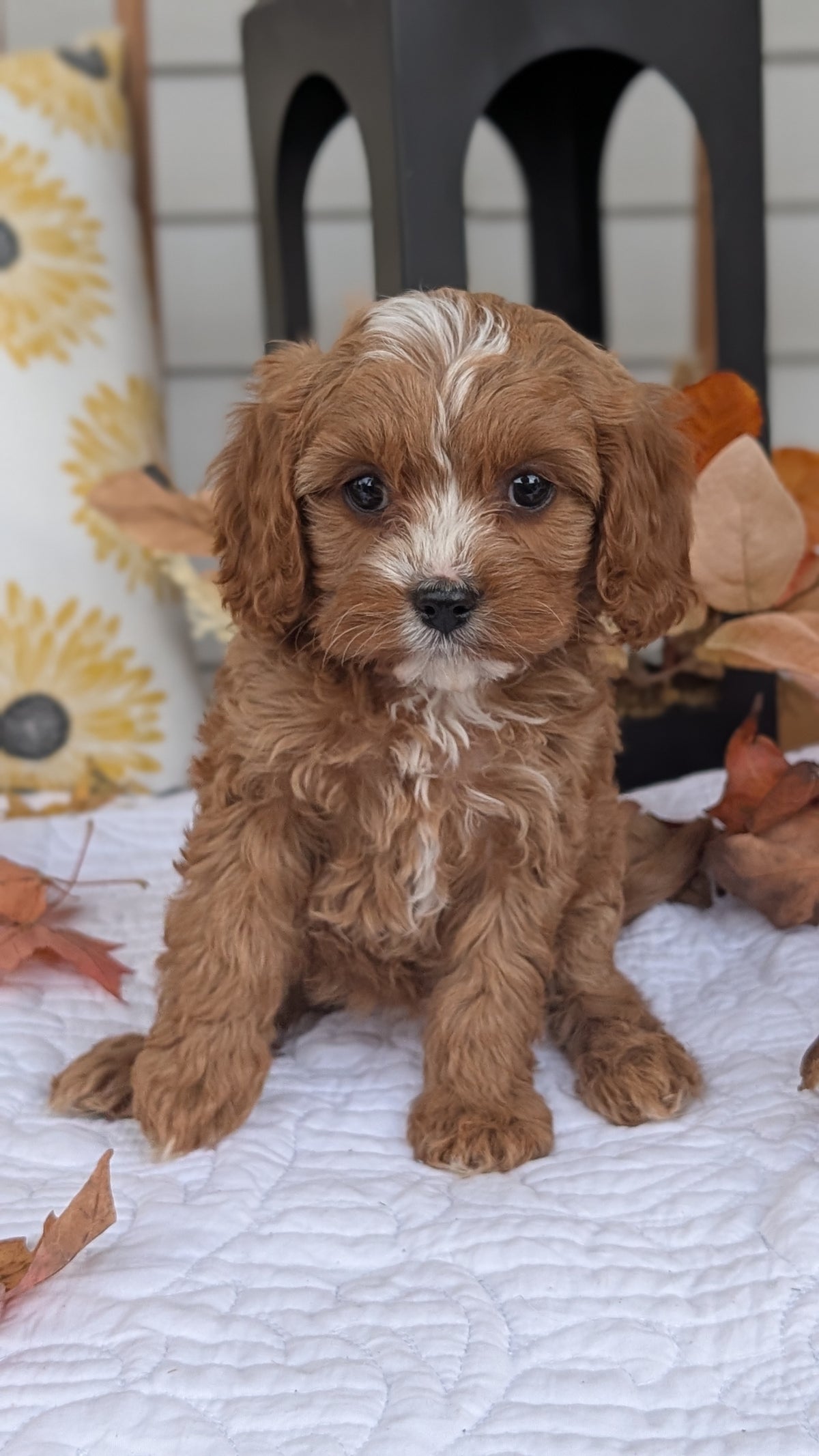 CAVAPOO (SEP 07) 4 MALES/2 FEMALES