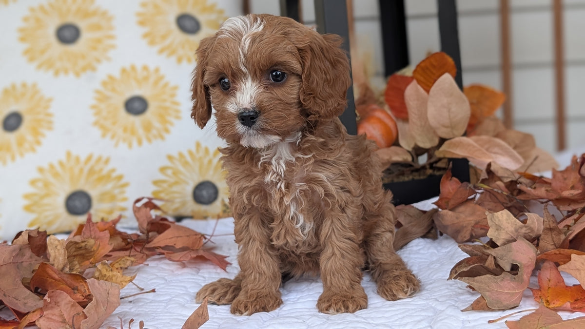 CAVAPOO (SEP 07) 4 MALES/2 FEMALES