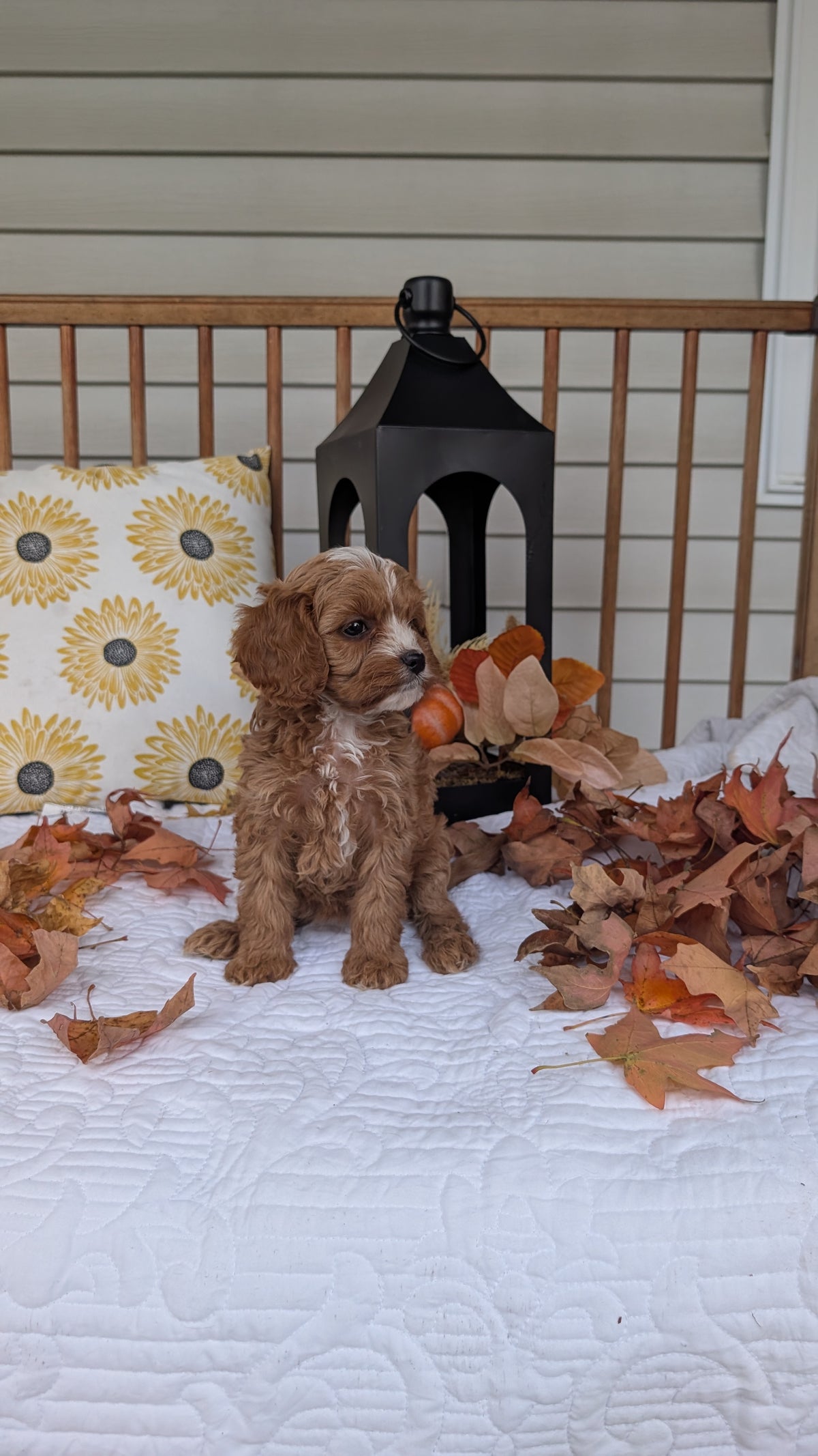 CAVAPOO (SEP 07) 4 MALES/2 FEMALES