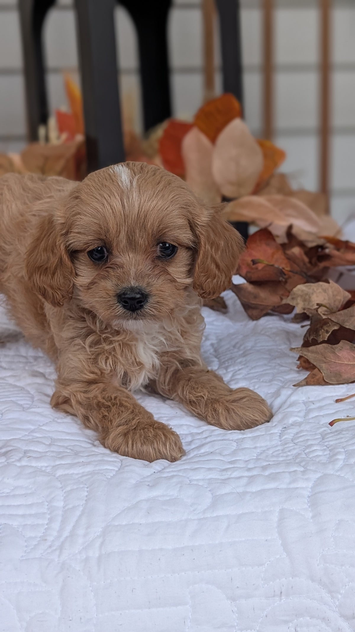 CAVAPOO (SEP 07) 4 MALES/2 FEMALES