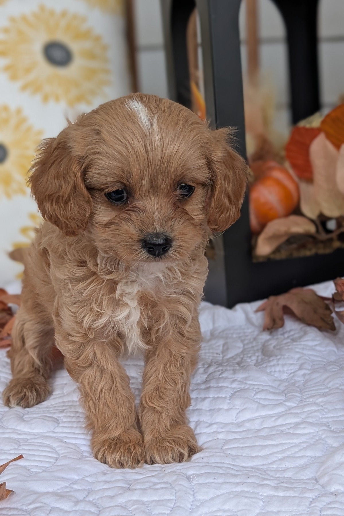 CAVAPOO (SEP 07) 4 MALES/2 FEMALES