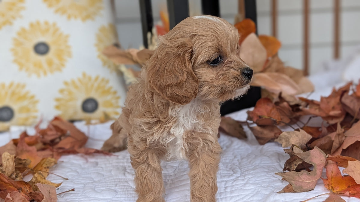 CAVAPOO (SEP 07) 4 MALES/2 FEMALES