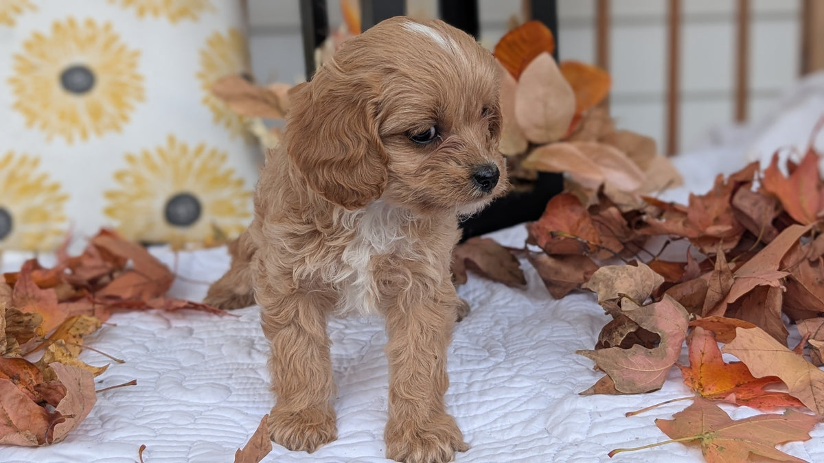 CAVAPOO (SEP 07) 4 MALES/2 FEMALES