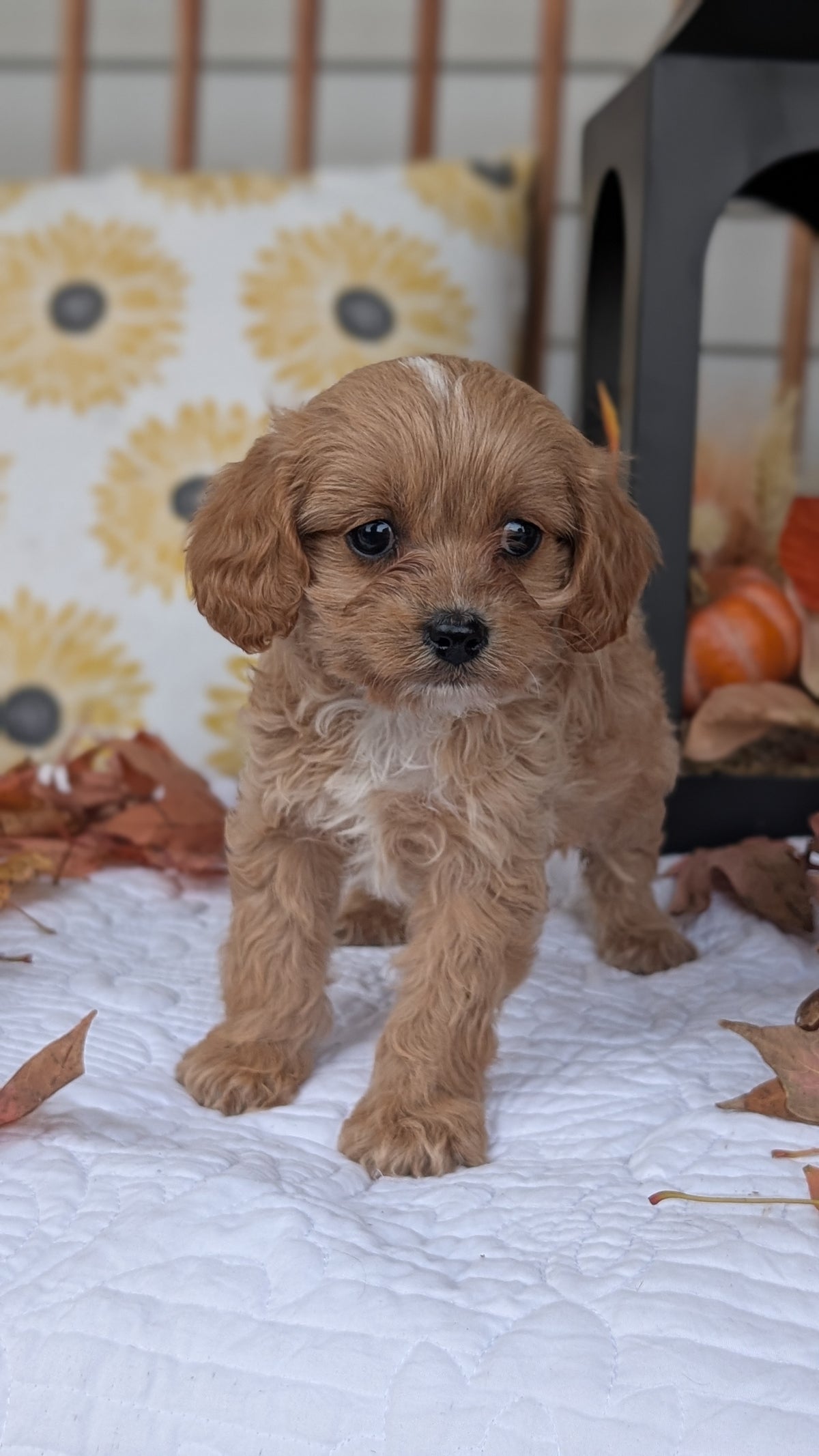 CAVAPOO (SEP 07) 4 MALES/2 FEMALES