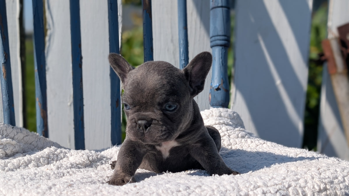 FRENCH BULLDOG (SEP 15) 3 MALES/3 FEMALES
