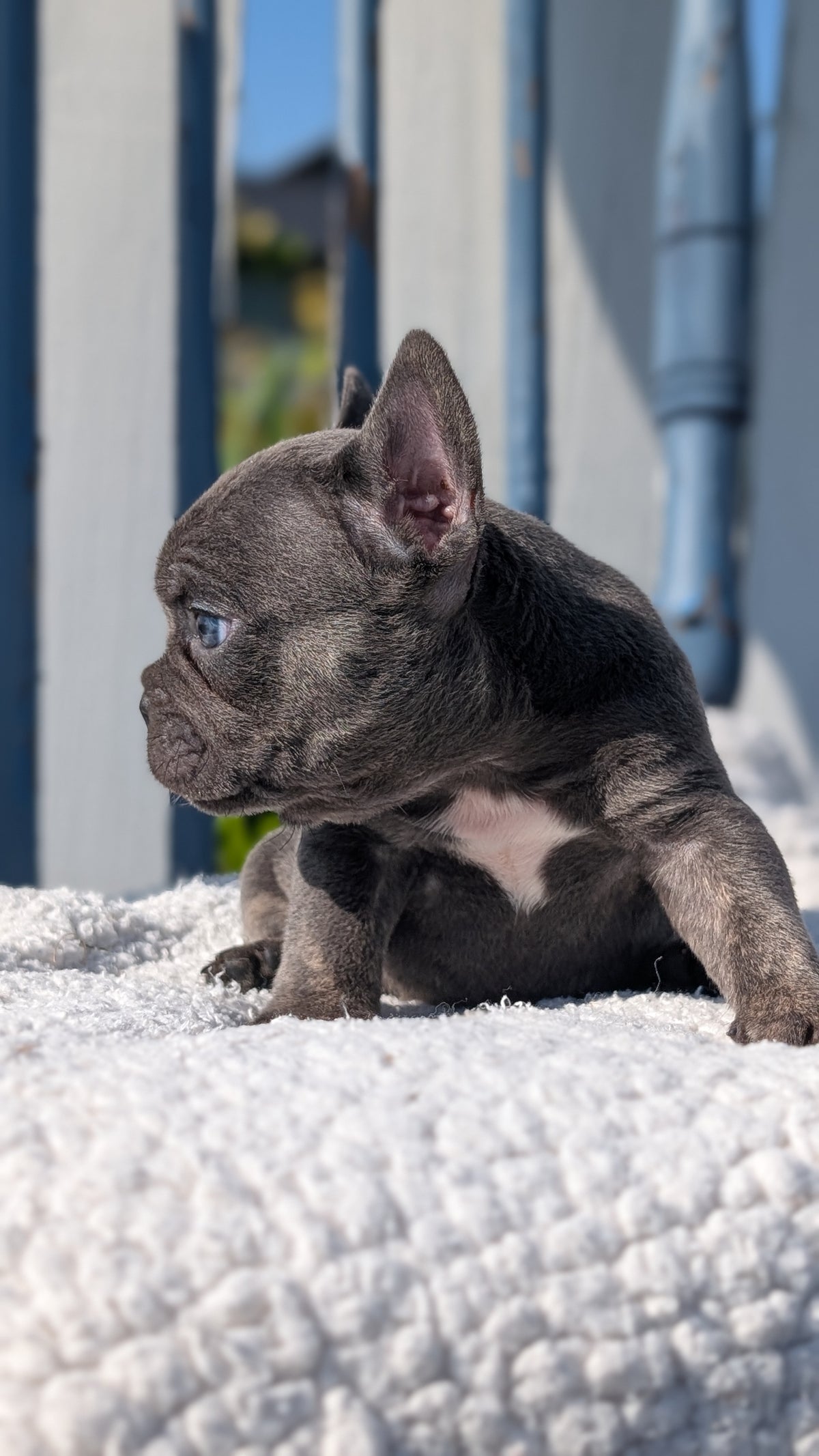 FRENCH BULLDOG (SEP 15) 3 MALES/3 FEMALES