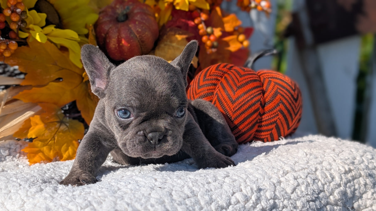 FRENCH BULLDOG (SEP 15) 3 MALES/3 FEMALES