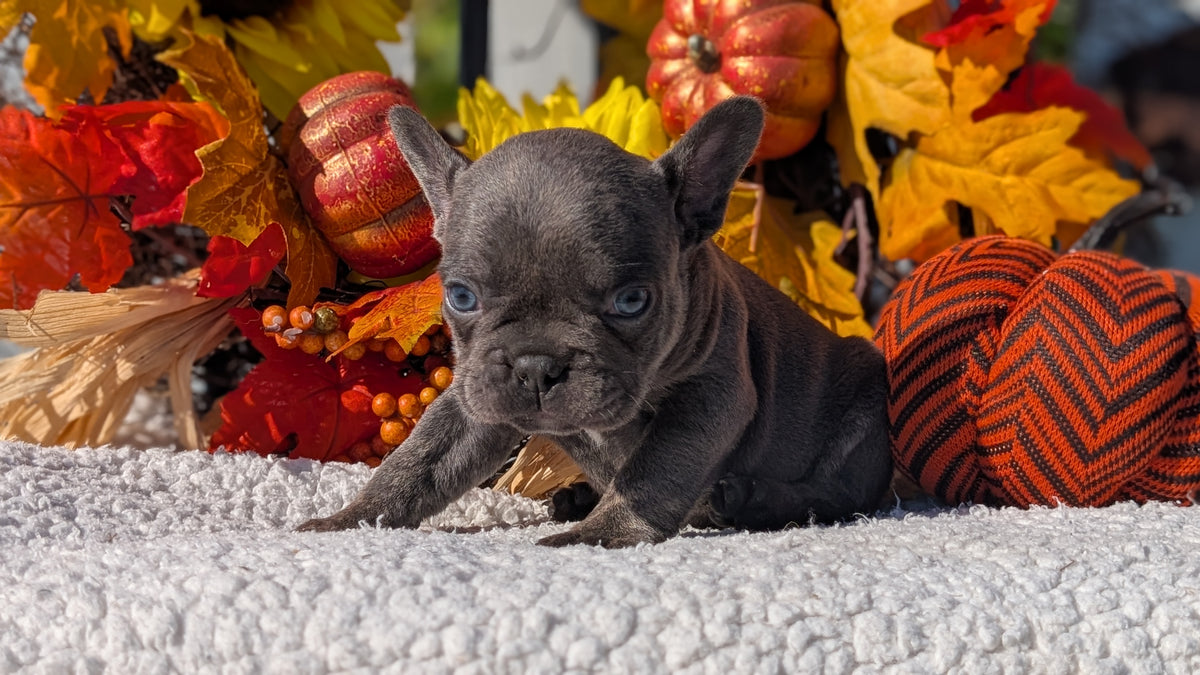 FRENCH BULLDOG (SEP 15) 3 MALES/3 FEMALES