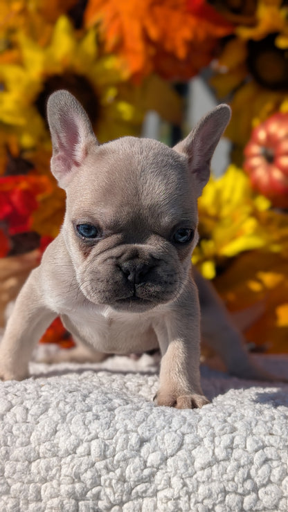 FRENCH BULLDOG (SEP 15) 3 MALES/3 FEMALES