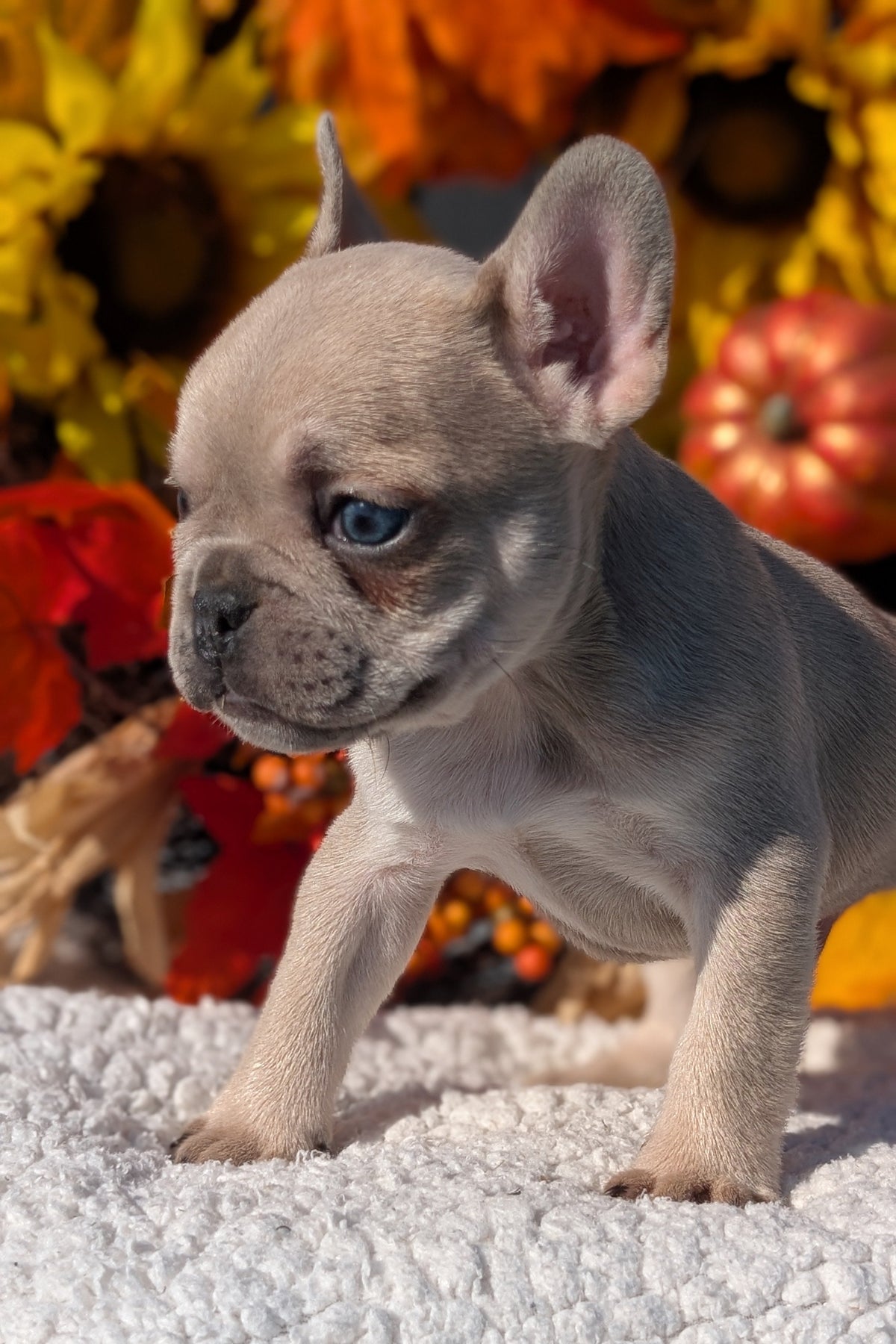 FRENCH BULLDOG (SEP 15) 3 MALES/3 FEMALES