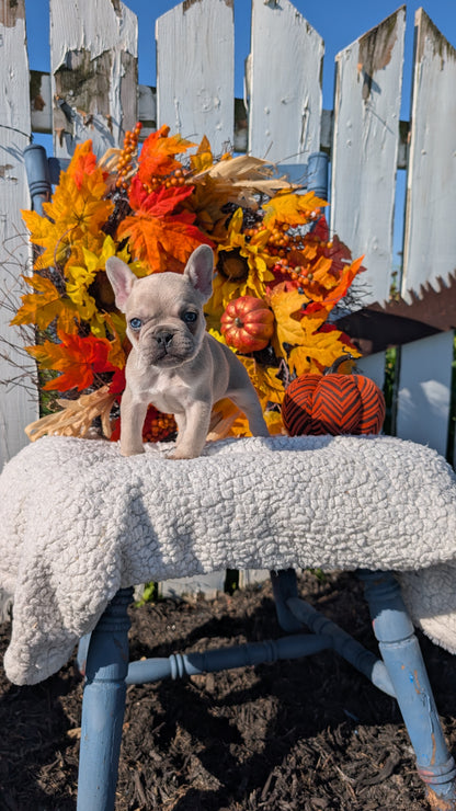 FRENCH BULLDOG (SEP 15) 3 MALES/3 FEMALES