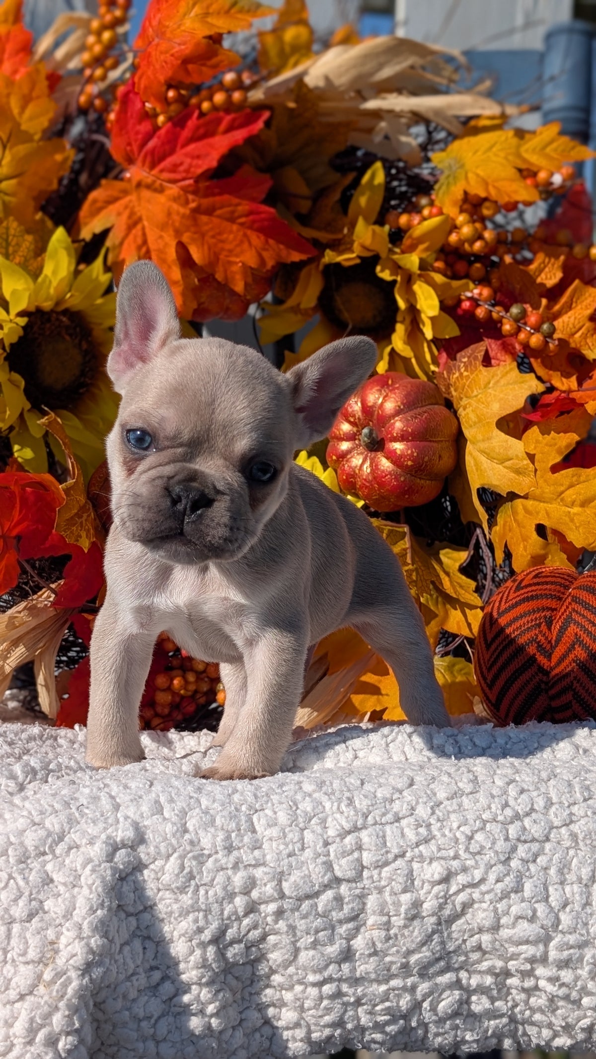 FRENCH BULLDOG (SEP 15) 3 MALES/3 FEMALES