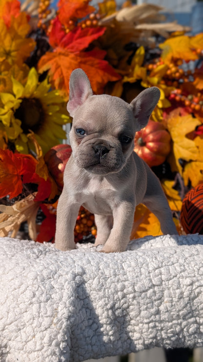 FRENCH BULLDOG (SEP 15) 3 MALES/3 FEMALES
