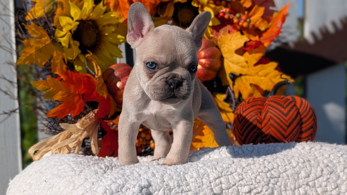 FRENCH BULLDOG (SEP 15) 3 MALES/3 FEMALES