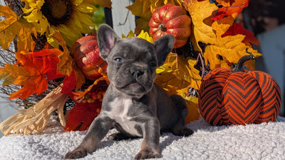 FRENCH BULLDOG (SEP 15) 3 MALES/3 FEMALES