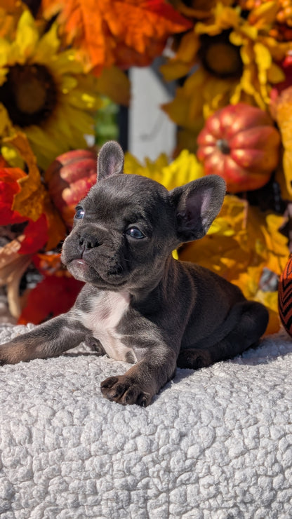 FRENCH BULLDOG (SEP 15) 3 MALES/3 FEMALES