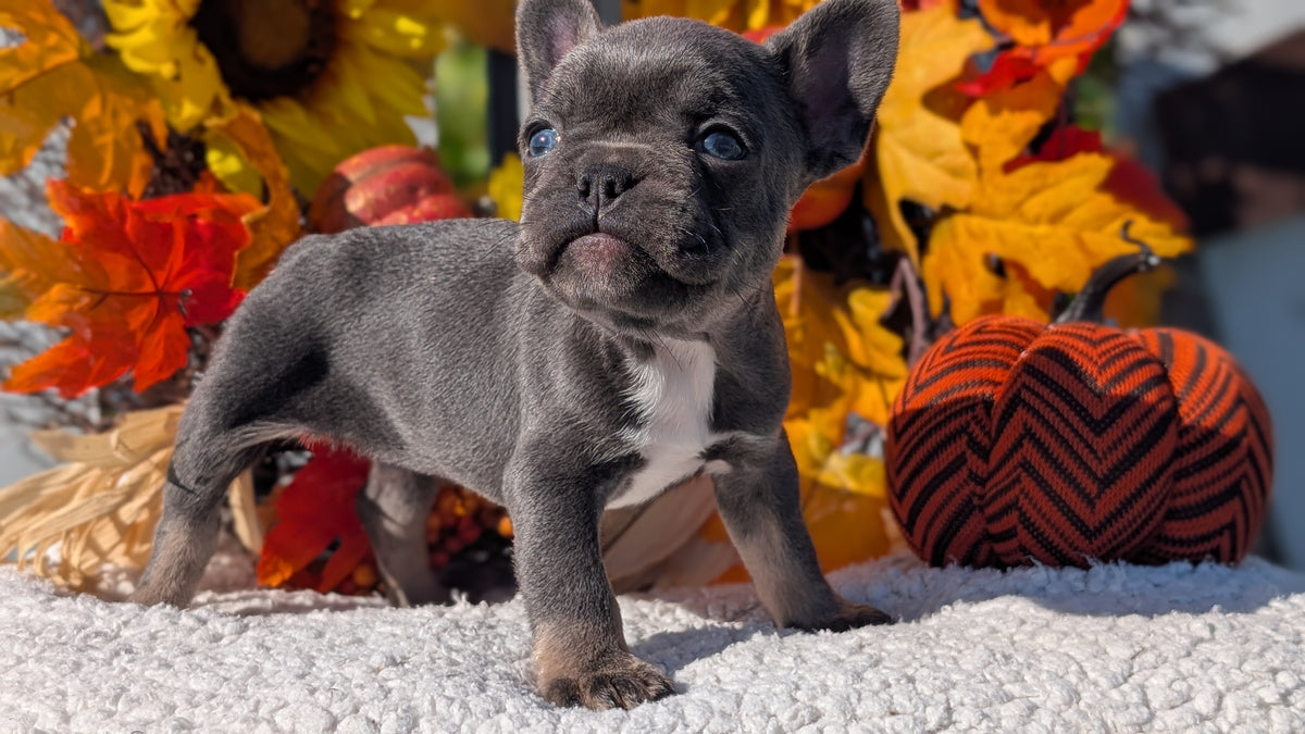 FRENCH BULLDOG (SEP 15) 3 MALES/3 FEMALES