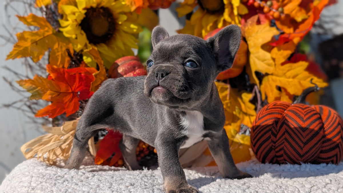 FRENCH BULLDOG (SEP 15) 3 MALES/3 FEMALES