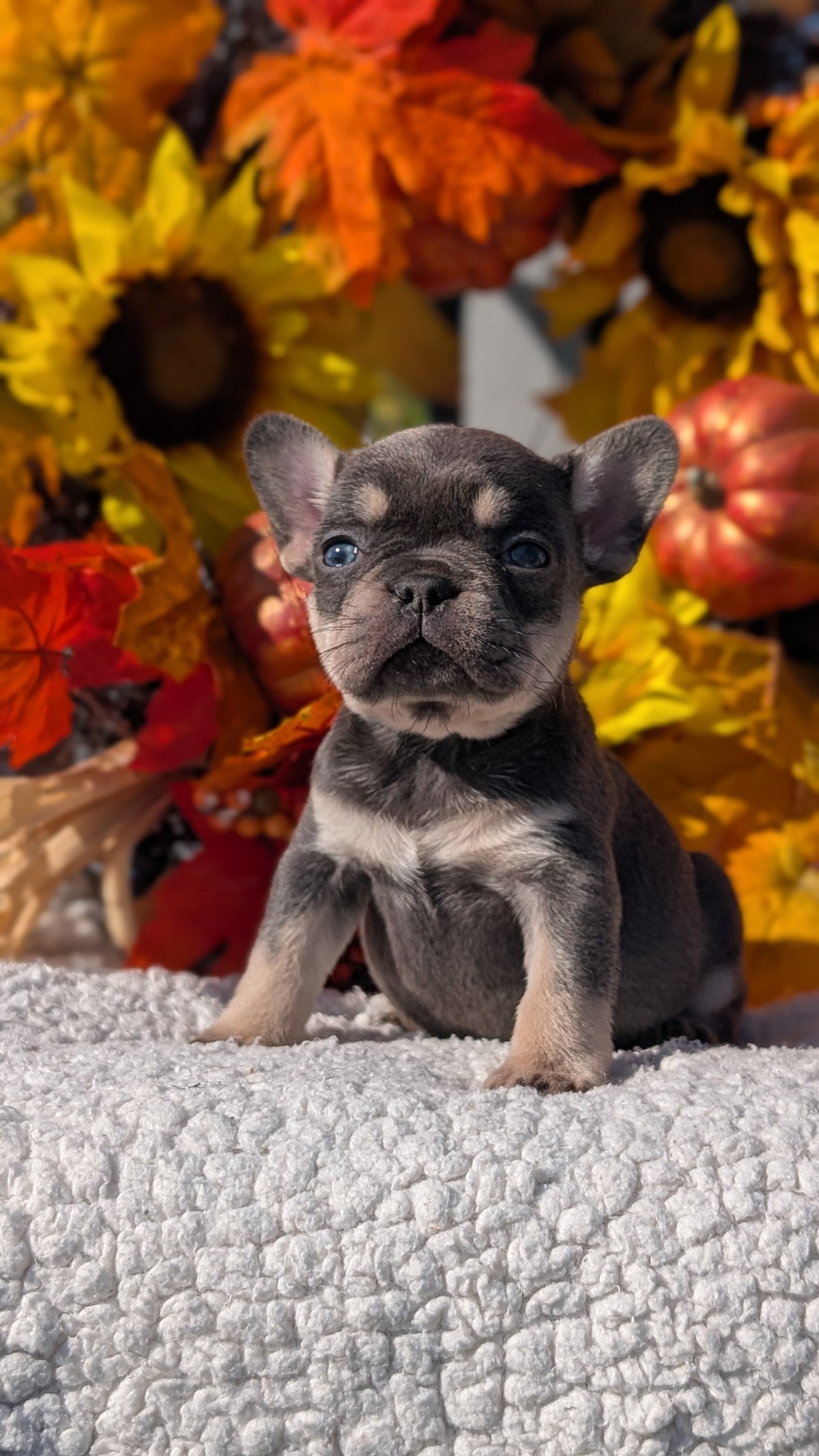 FRENCH BULLDOG (SEP 15) 3 MALES/3 FEMALES