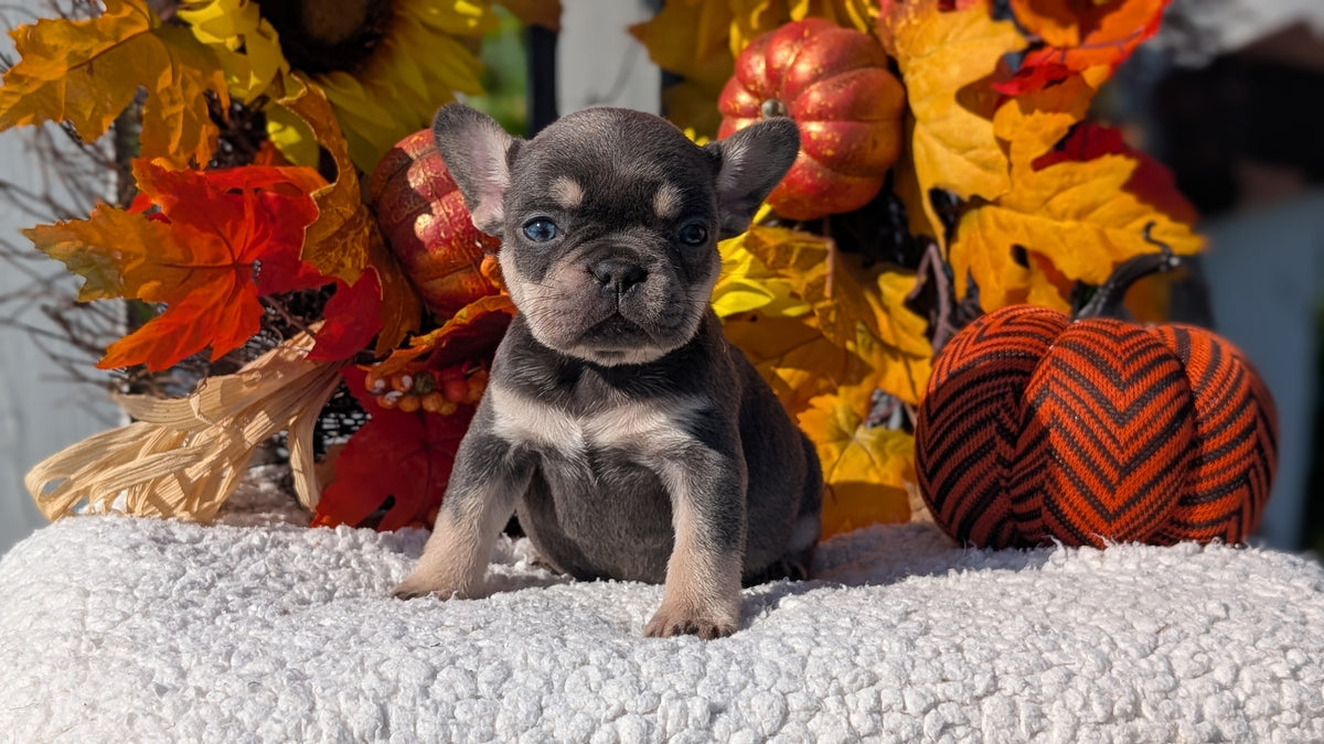 FRENCH BULLDOG (SEP 15) 3 MALES/3 FEMALES