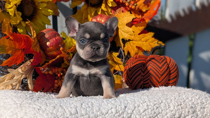 FRENCH BULLDOG (SEP 15) 3 MALES/3 FEMALES