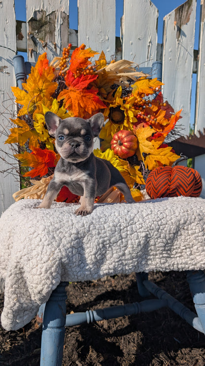FRENCH BULLDOG (SEP 15) 3 MALES/3 FEMALES