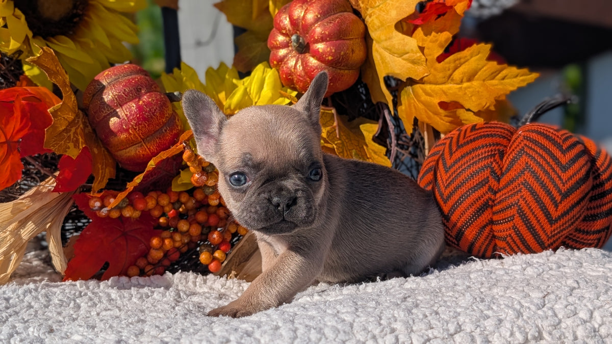 FRENCH BULLDOG (SEP 15) 3 MALES/3 FEMALES