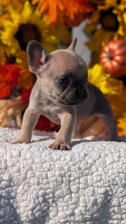 FRENCH BULLDOG (SEP 15) 3 MALES/3 FEMALES