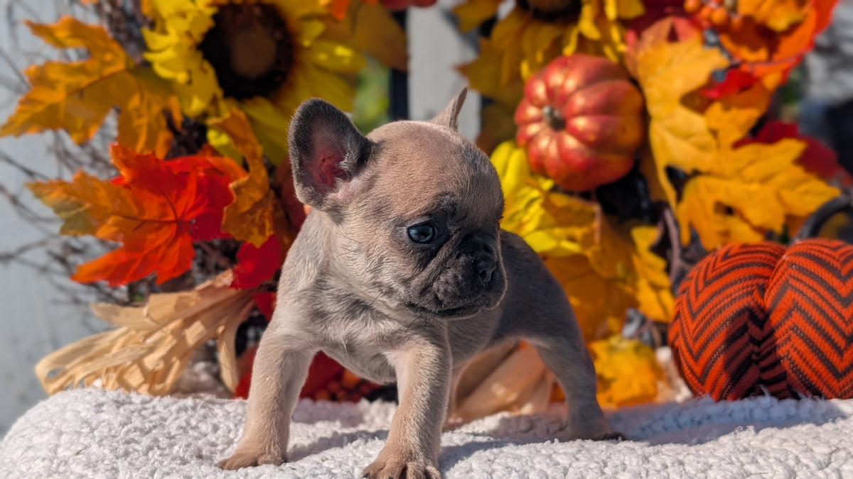 FRENCH BULLDOG (SEP 15) 3 MALES/3 FEMALES