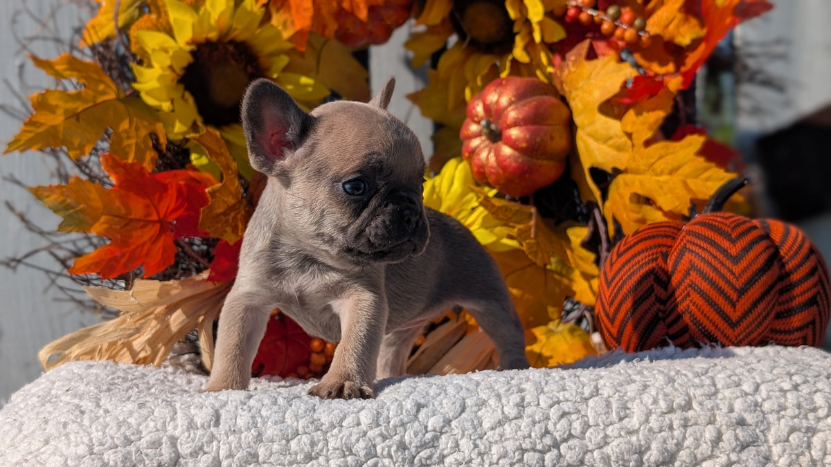 FRENCH BULLDOG (SEP 15) 3 MALES/3 FEMALES