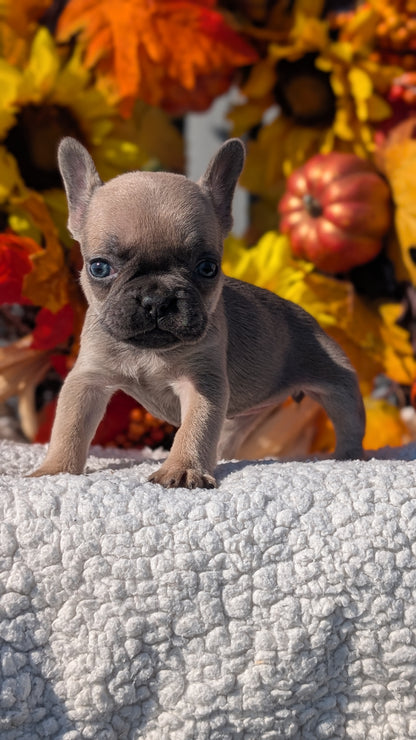 FRENCH BULLDOG (SEP 15) 3 MALES/3 FEMALES