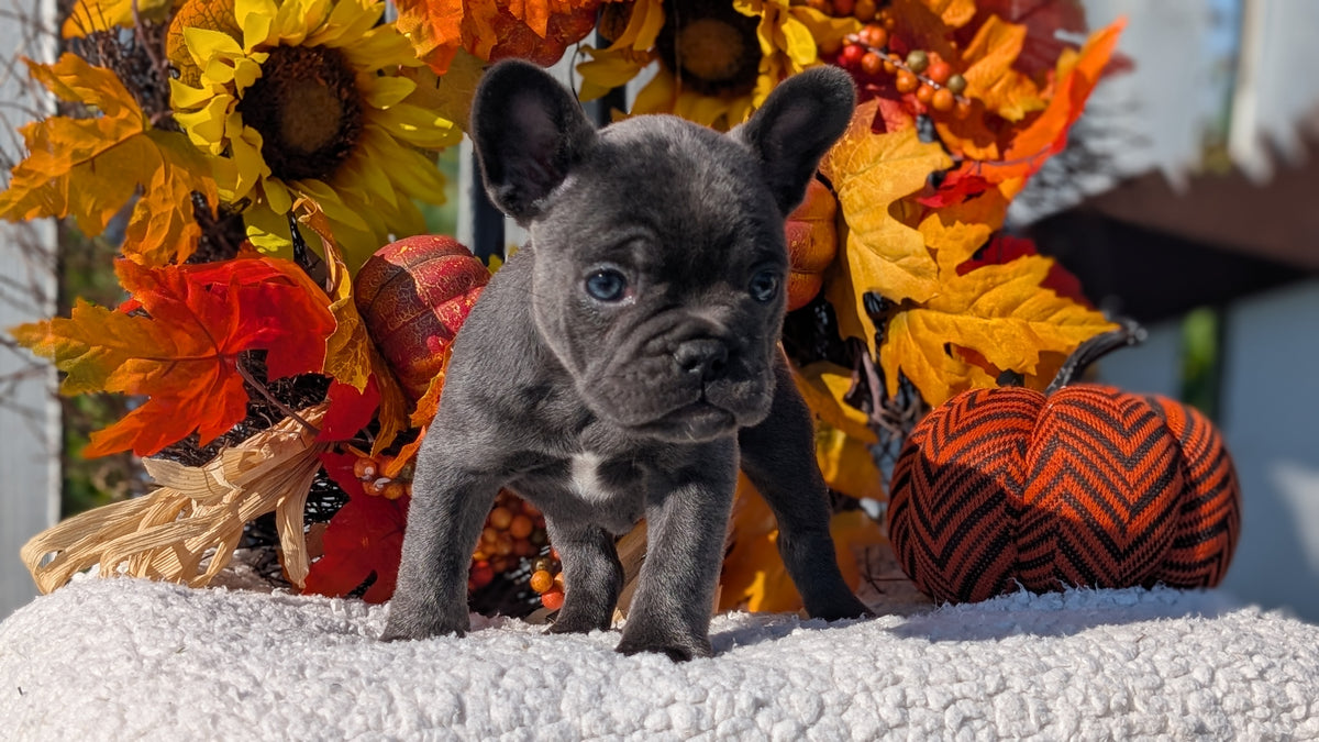 FRENCH BULLDOG (SEP 15) 3 MALES/3 FEMALES