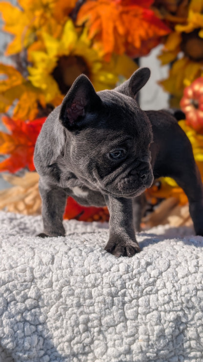 FRENCH BULLDOG (SEP 15) 3 MALES/3 FEMALES