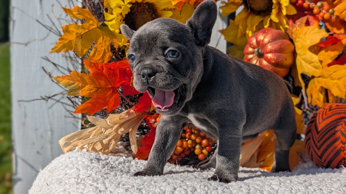 FRENCH BULLDOG (SEP 15) 3 MALES/3 FEMALES