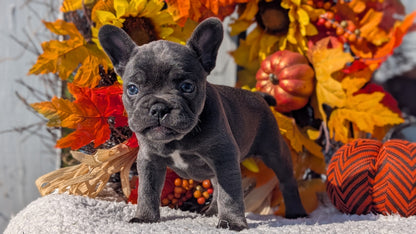 FRENCH BULLDOG (SEP 15) 3 MALES/3 FEMALES