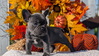 FRENCH BULLDOG (SEP 15) 3 MALES/3 FEMALES