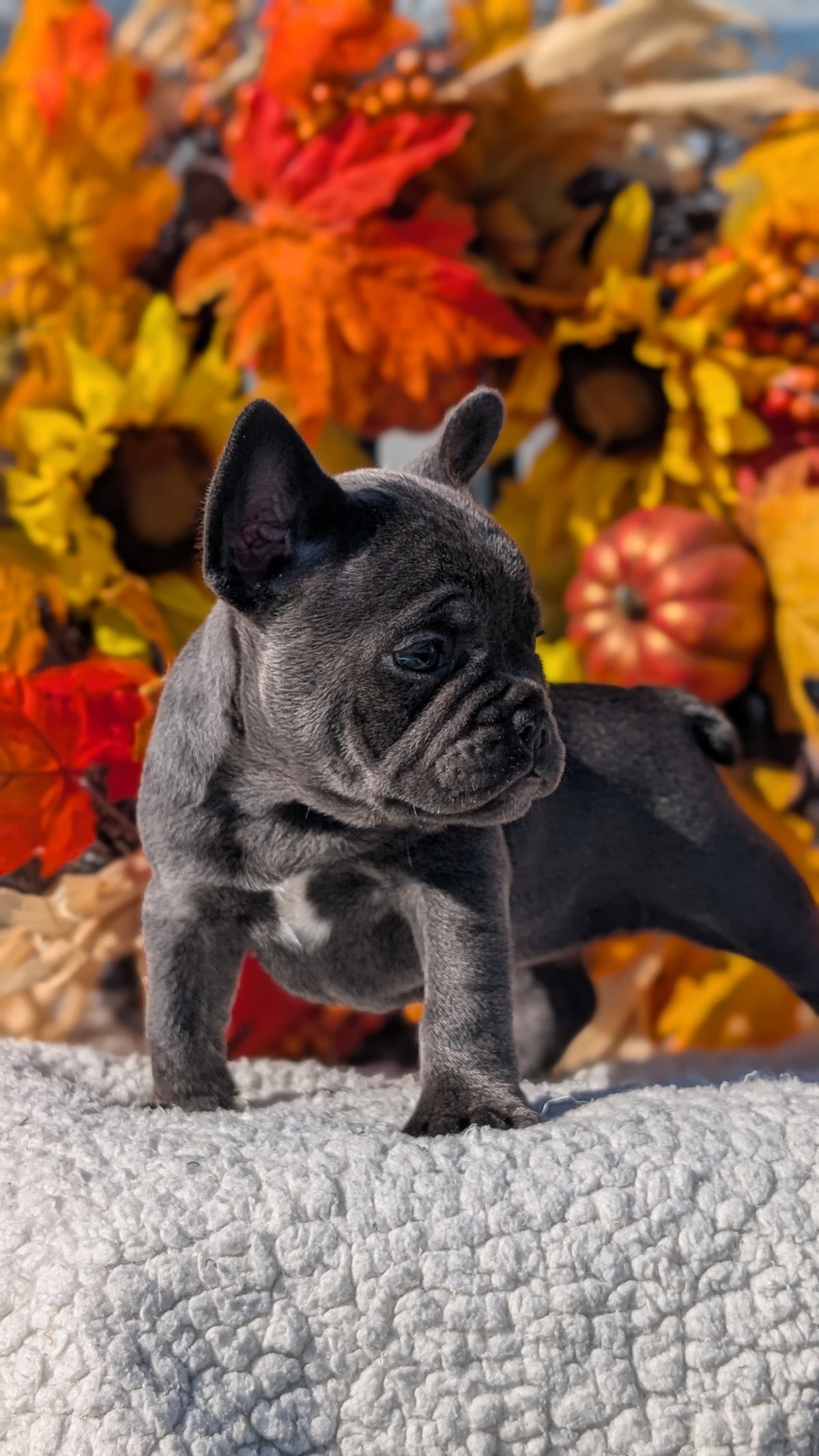 FRENCH BULLDOG (SEP 15) 3 MALES/3 FEMALES
