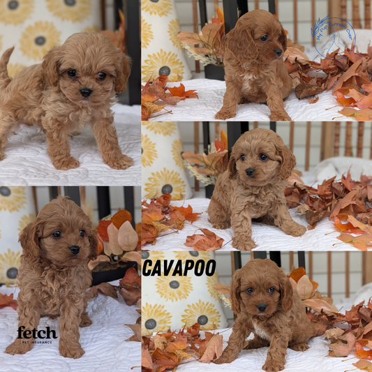 CAVAPOO (SEP 08) 4 MALES/1 FEMALE