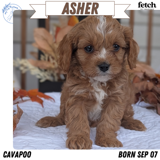 CAVAPOO (SEP 07) 4 MALES/2 FEMALES