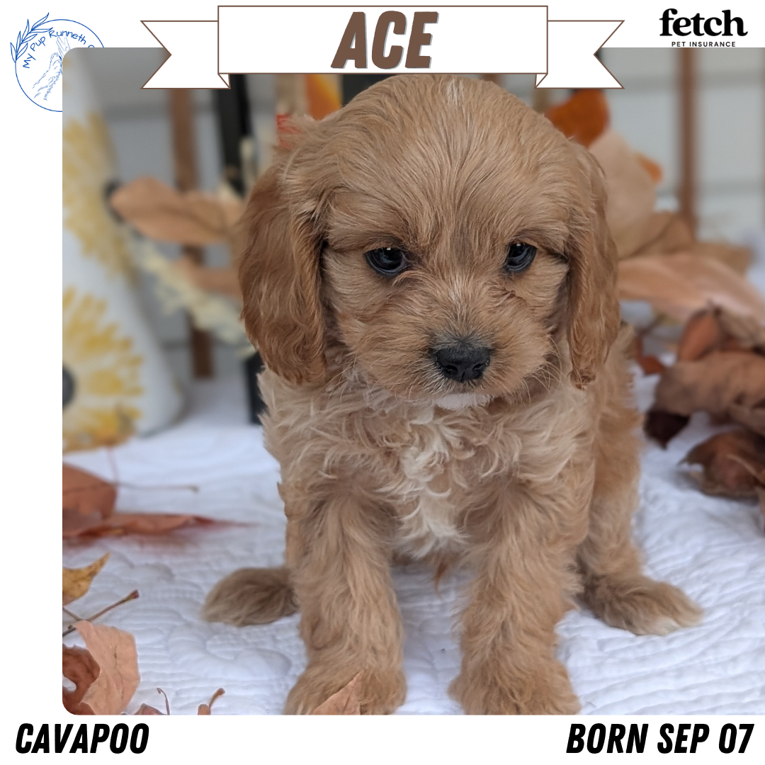 CAVAPOO (SEP 07) 4 MALES/2 FEMALES